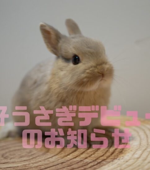 仔うさぎデビューのお知らせです